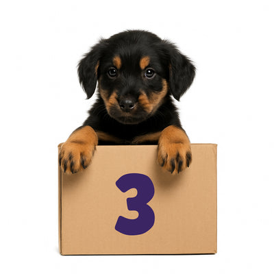 3-Month Pooch Parcel Subscription - R572.50 per month for 3 months