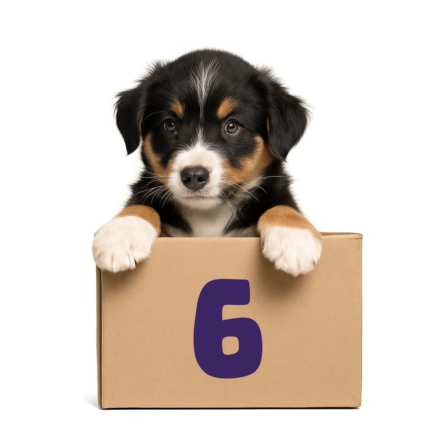 6-Month Pooch Parcel Subscription