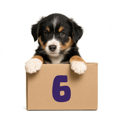6-Month Pooch Parcel Subscription - R550.00 per month for 6 months