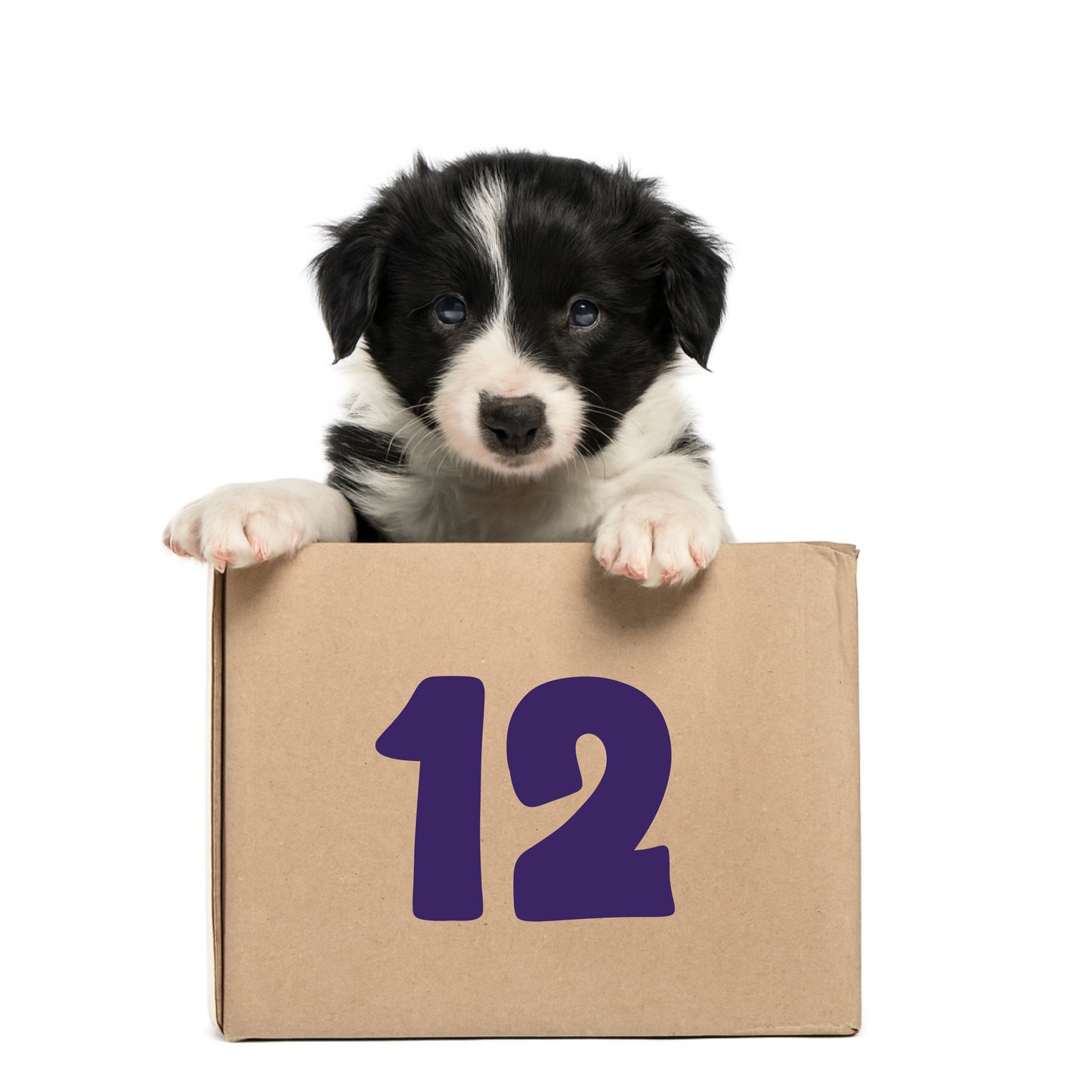 12-Month Pooch Parcel Subscription