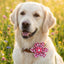 Cutesy Collar Flower