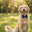 Dapper Pup Bowties