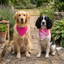 Scrunchie Bandana Set - Pink